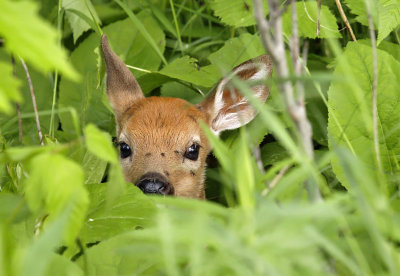 White-tailed Deer fawn 2917