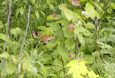 White-tailed Deer fawn 2946