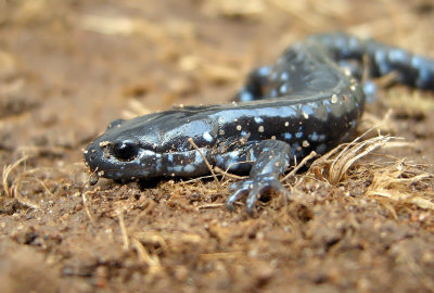 Blue-spotted Salamander 9870