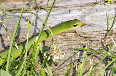 Smooth Green Snake 6245