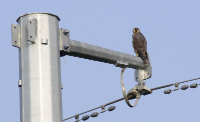 Peregrine Falcon 6145