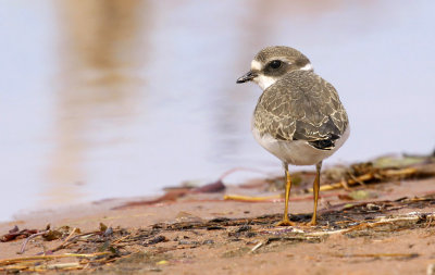 Semipalmated Plover 7517
