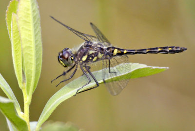 g9/61/576661/3/157011440.gAOhBNW2.jpg