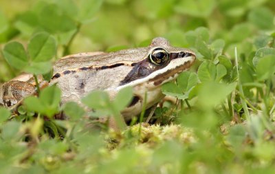 Wood Frog 7826