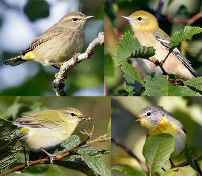 Another warbler quiz_0902