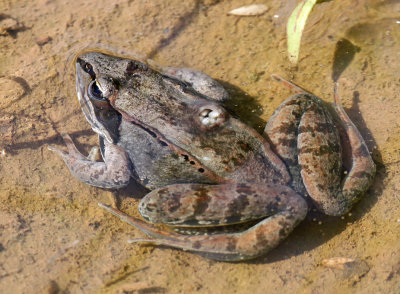 Wood Frog with myiasis 8389