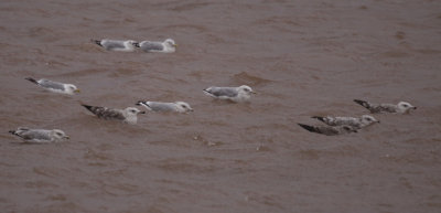 Gull_MG_8823.jpg