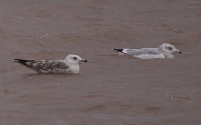 Gull_MG_8834.jpg