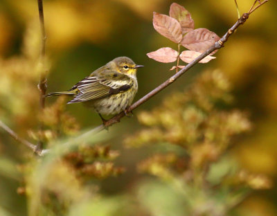 Cape May Warbler 9213
