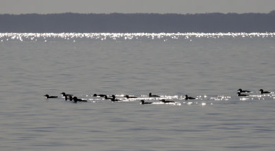 Common Loons 8993