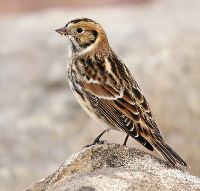 Lapland Longspur 9422