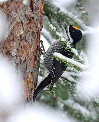 Black-backed Woodpecker 1692