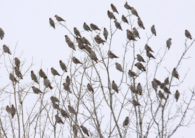 Bohemian Waxwing 2489