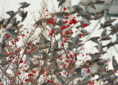 Bohemian Waxwing 2529