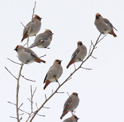 Bohemian Waxwing 2549