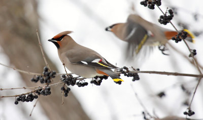 Bohemian Waxwing 2567