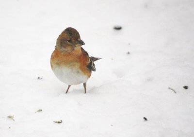 Brambling - Jan 2015