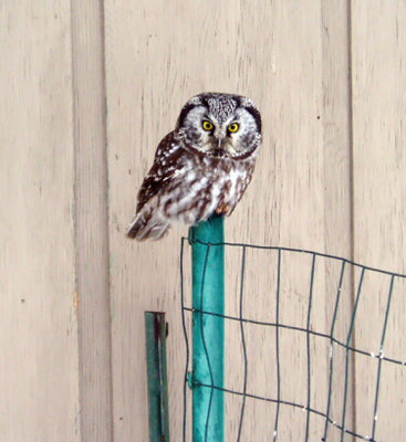 Boreal Owl - Feb 2015