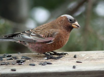 Gray-crowned Rosy-Finch.jpg