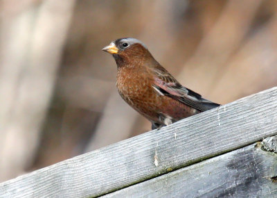 Gray-crowned Rosy-Finch_4027
