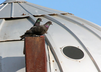 Rock Pigeons_4984.jpg