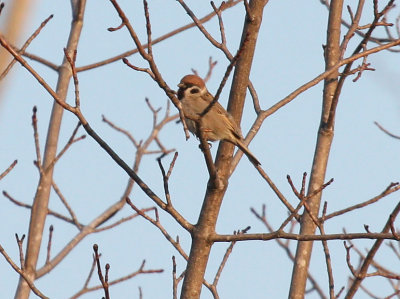 Eurasian Tree Sparrow 5232