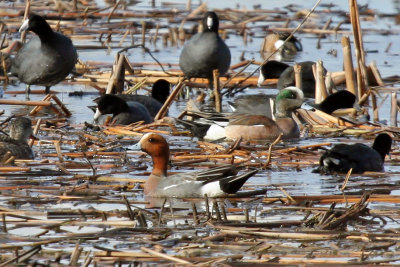 Eurasian Wigeon - April 2015