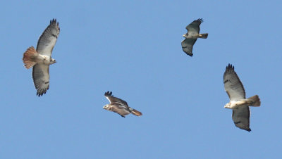 Krider's-type Red-tailed Hawk_5397.jpg