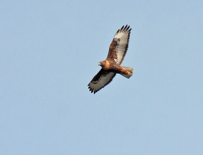 Rufous-morph Western Red-tailed Hawk_5469.jpg