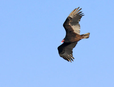 Turkey Vulture_5316.jpg