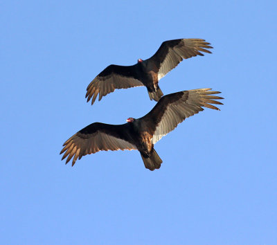 Turkey Vultures_5338.jpg