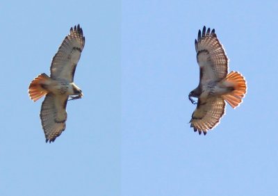 Red-tailed Hawk (composite)