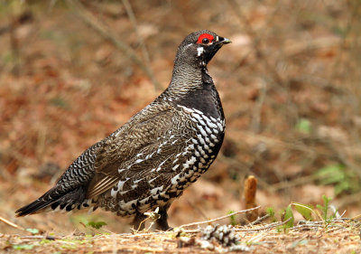 Spruce Grouse NRF trip - May 2015