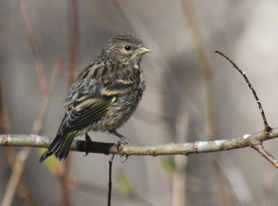 Pine Siskin juvenile_0215b.jpg