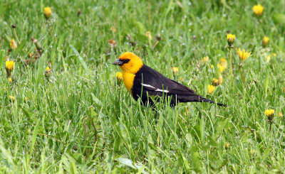 Yellow-headed Blackbird - May 2015