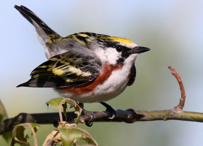 Chestnut-sided Warbler_1927.jpg