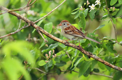 Field Sparrow_2324.jpg