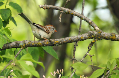 Field Sparrow_2330.jpg