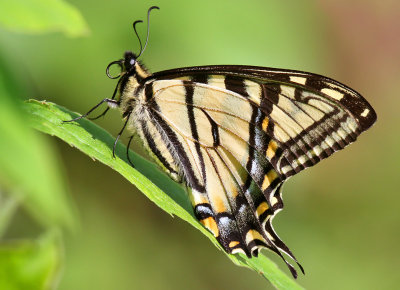 Canadian Tiger Swallowtail_2604.jpg