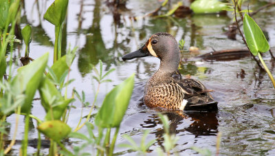 Blue-winged Teal_2721.jpg