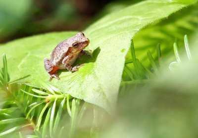 Spring Peeper_3362.jpg