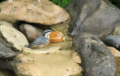Red-breasted Nuthatch_5583.jpg