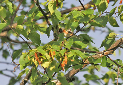 Bay-breasted Warbler_6686.jpg