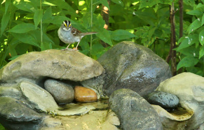 White-throated Sparrow_6920.jpg