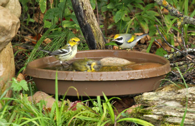 Golden-winged Nashville Blackthr Green Warblers_7697.jpg