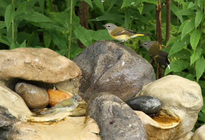 Tennessee Warbler American Redstarts_7809.jpg