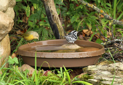 Black-and-white Nashville Warblers_7820.jpg