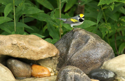 Golden-winged Warbler_8832.jpg