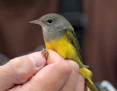 NRF Field Trip 2015 - Bird Banding