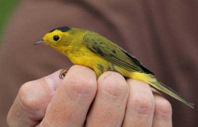 NRF Field Trip 2015 - Bird Banding